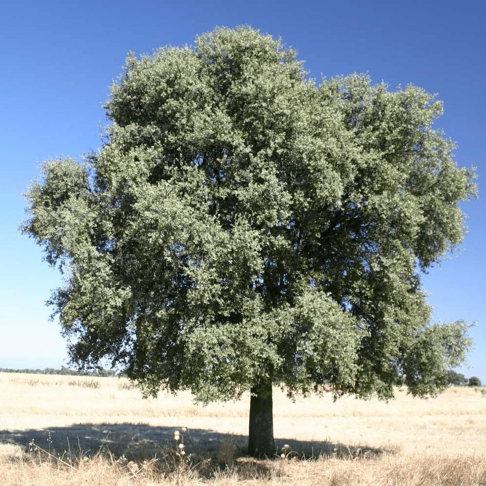 Leccio Elce "Quercus ilex" pianta sempreverde in vaso ø24 cm h 1 metro circa Albero Vero Vivaio di Castelletto