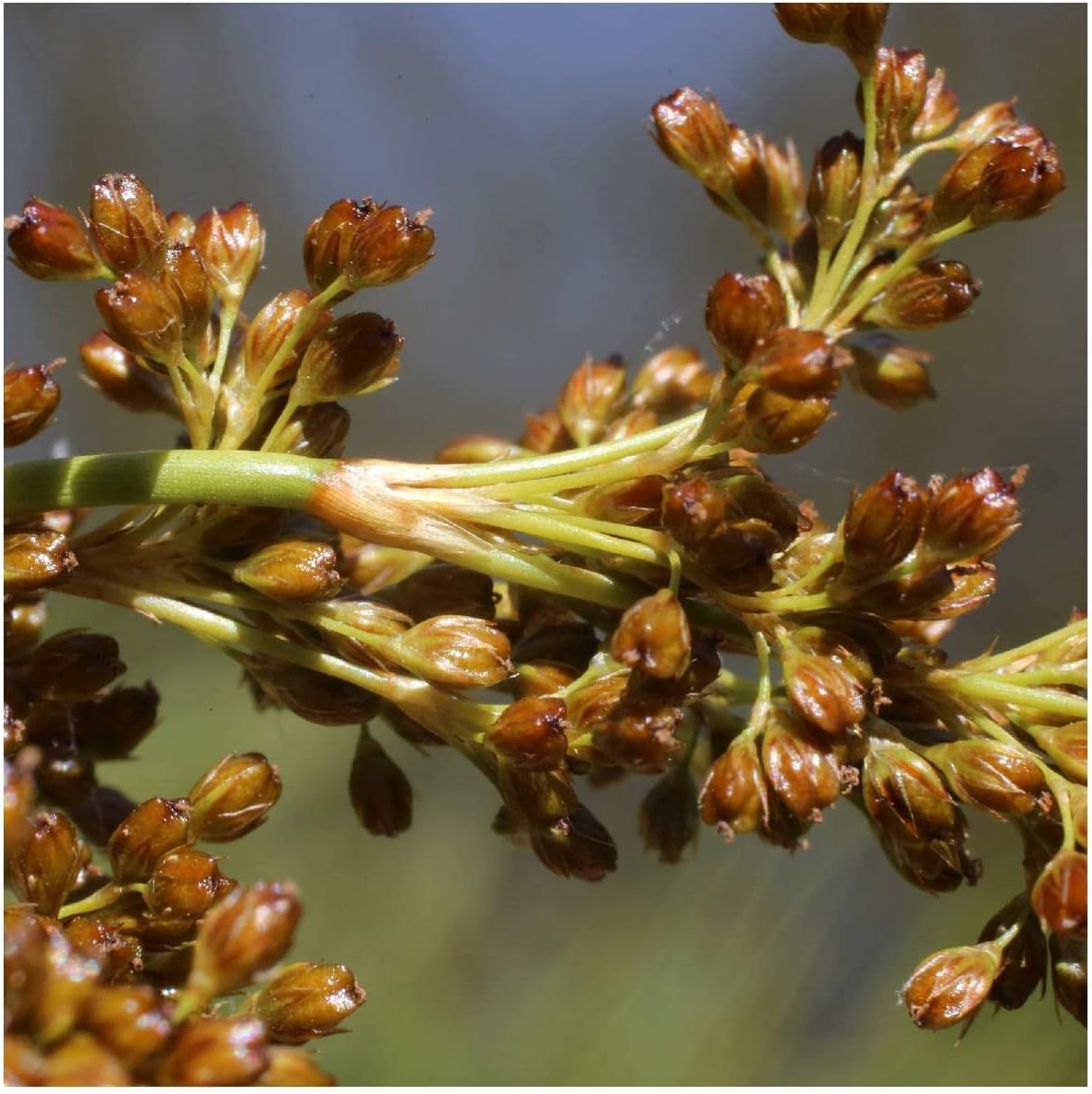 Everwilde Farms - 1/4 Lb Common Rush Native Grass Seeds - Gold Vault