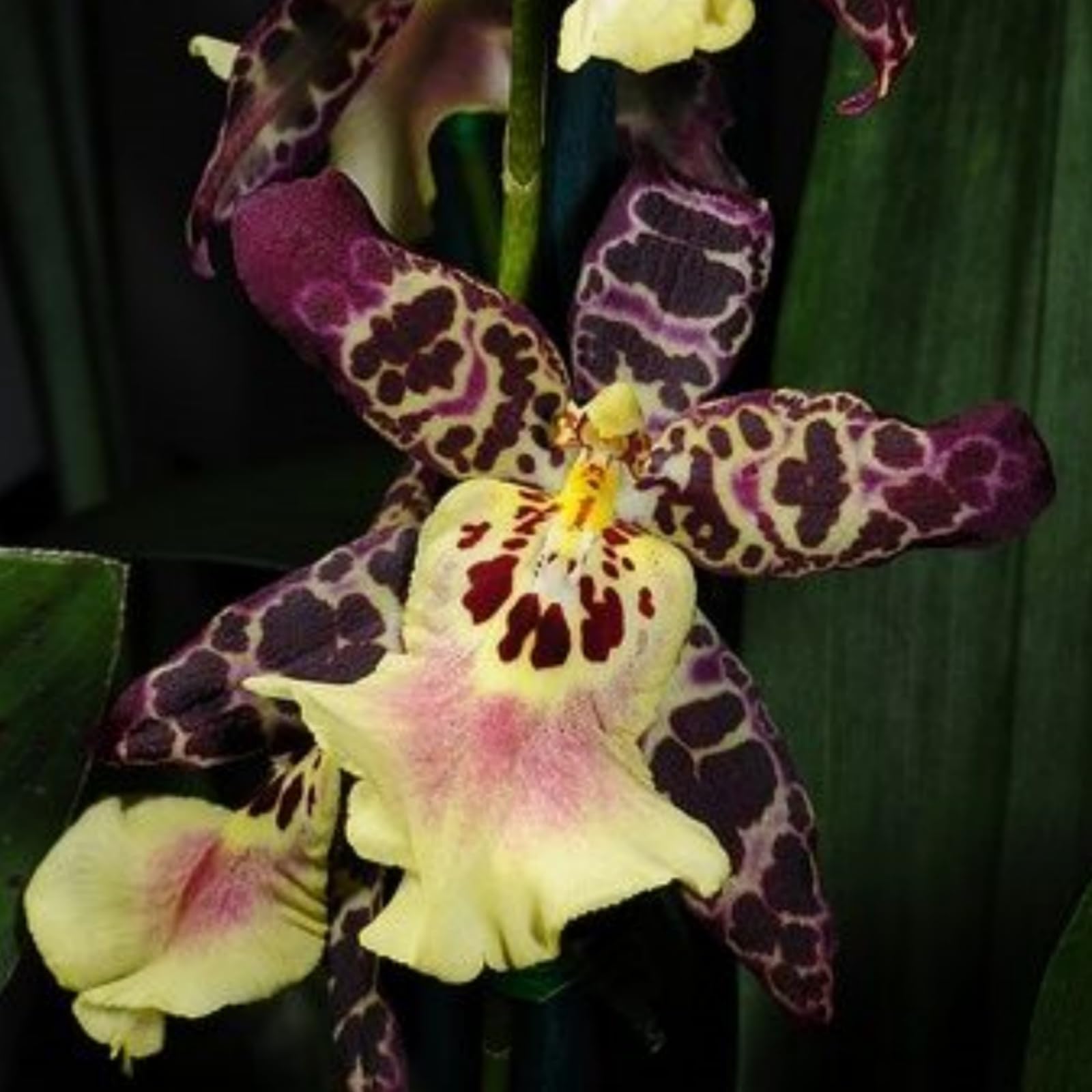 Cymbidium Orchid Plants Outdoor, Rare and Beautiful Cymbidium Bulbs in Bulk, Planting for Stunning Garden Displays-15 Bulbs-E