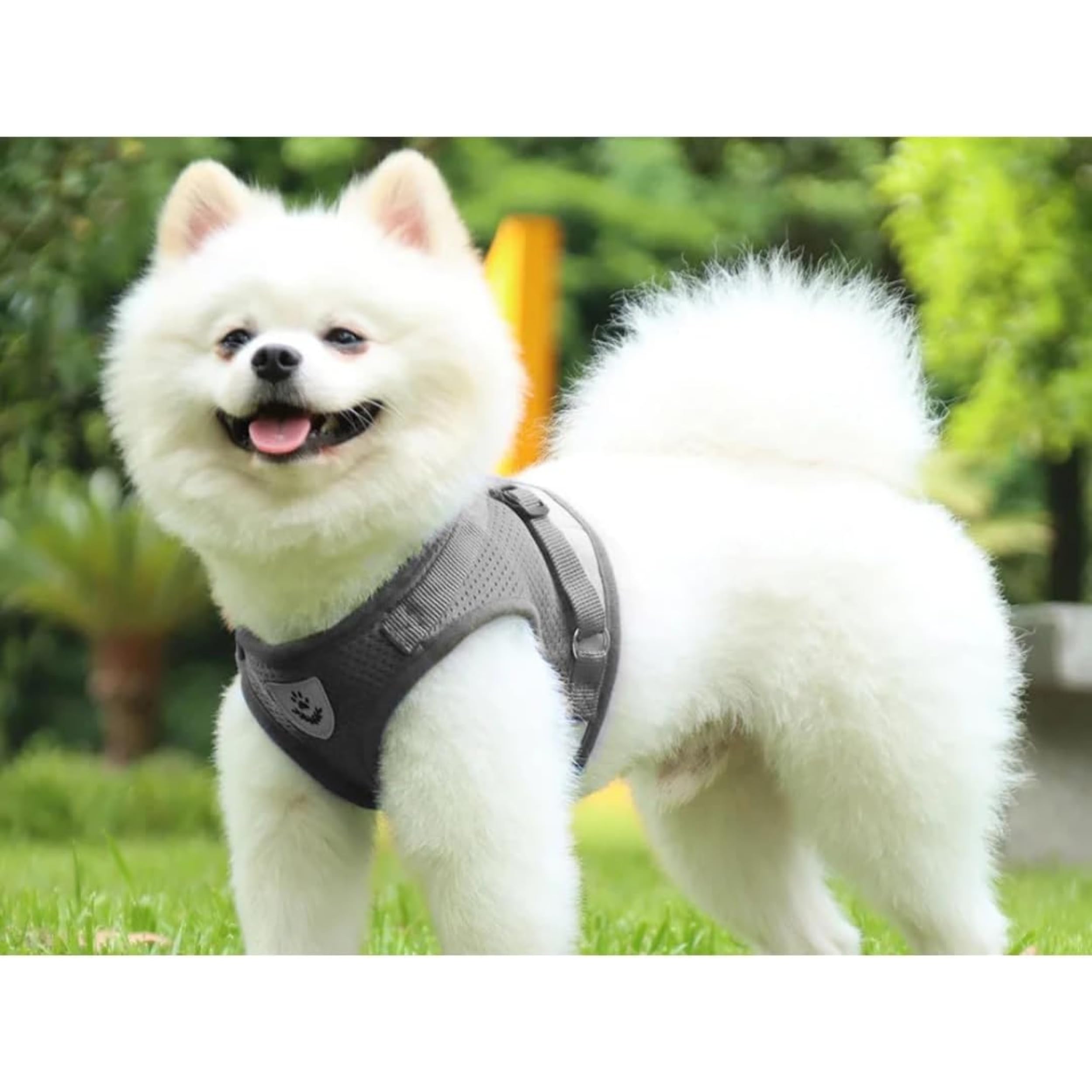 PARENCE. - Small Dog Cat Harness with Leash - Adjustable Breathable Mesh Vest Safety and Comfort for Puppies Kittens and Small Animals - Image 2