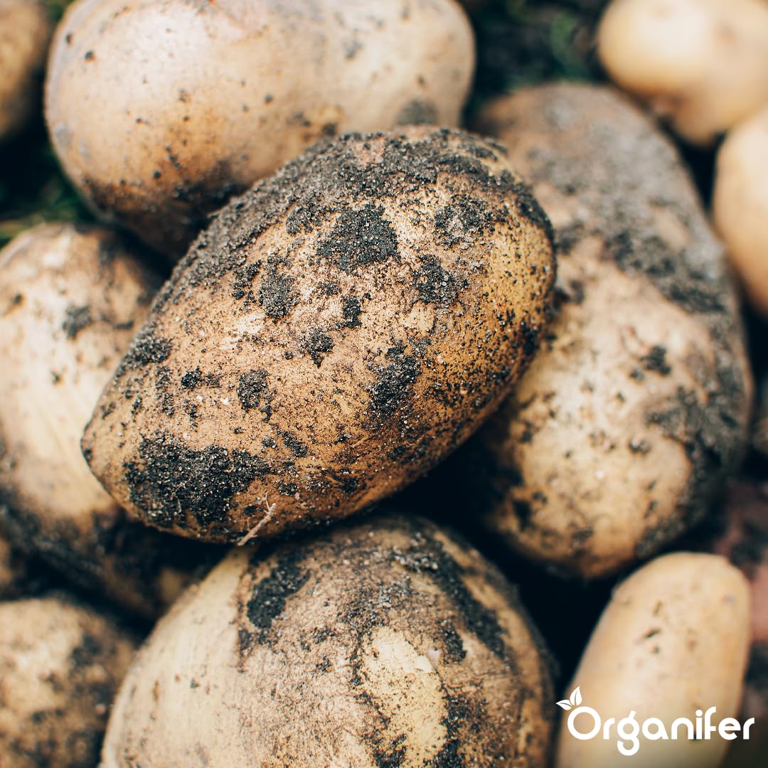 Fertilizante Líquido Para Patata 2L – Abono Orgánico Para Hojas Saludables Y Crecimiento Fuerte – Refuerza Raíces Y Vitalidad – Organifer