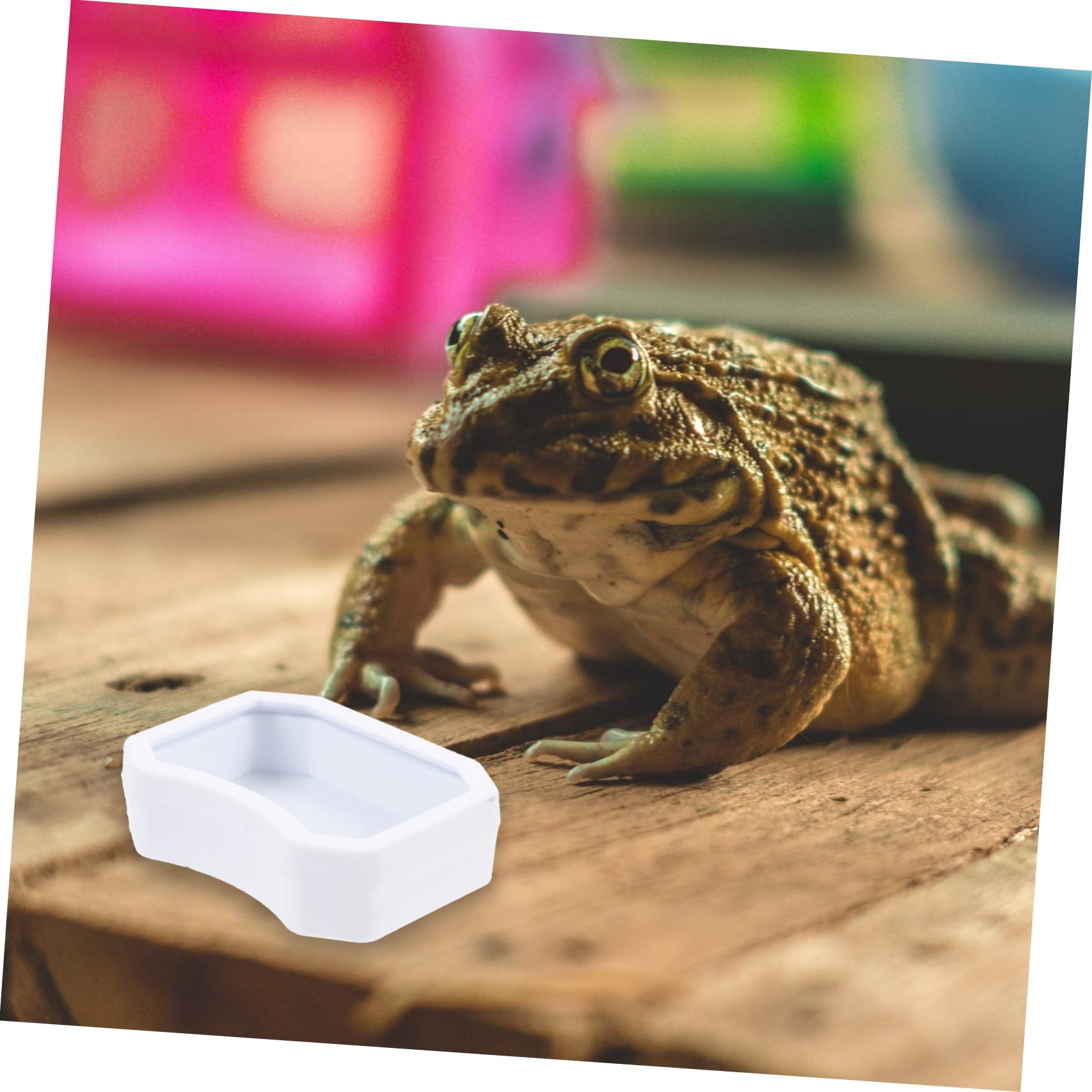 BESPORTBLE 40 Piezas Tazón De Comida para Mascotas Trepadoras Dispensador De Comida Lagarto Plato De Agua De Reptil Contenedor De Comida para Mascotas Comedero para Rana El Plastico