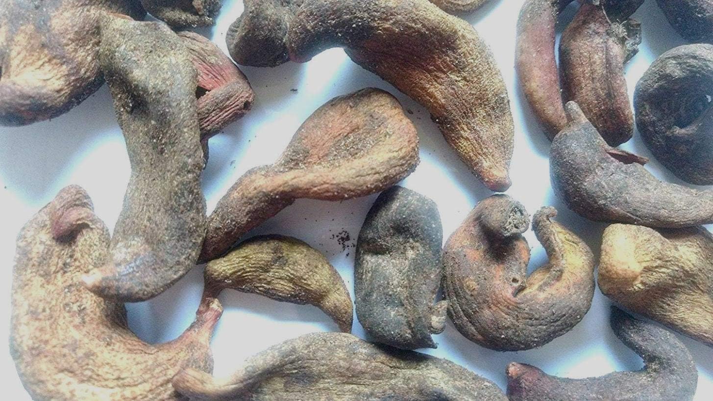Xetomos Karkatashringi Kakadsingi Kakrasingi Pistacia integerrima kakar Singi 100g Other names are Kakrasingi, Kakra singi, Kakdasingi, Kakrashingi, Kakra Singhi kakra, singhi, kakadasinghi, pistacia, integerrima, zebrawood