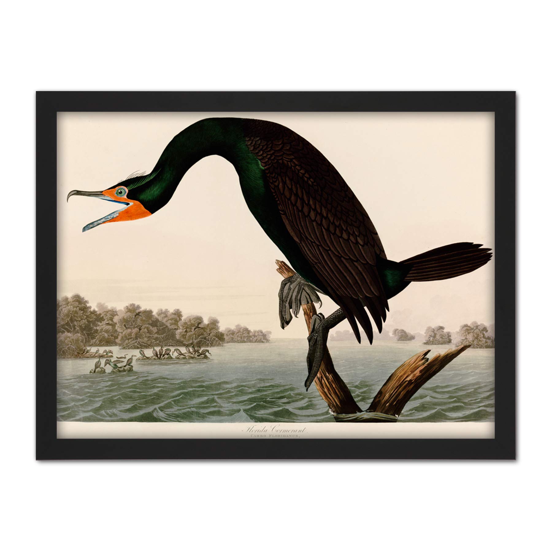 Artery8 Audubon Birds Florida Cormorant Painting Artwork Framed Wall Art Print 18X24 Inch