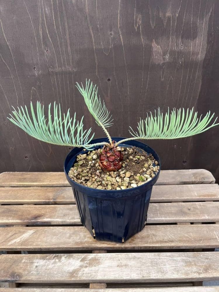 3お盆セール！サイカス カイルンシアナ/オーストラリア産/赤肌 Amazon.co.jp: 1 シルバーリーフ 短葉 サイカス カイルンシアナ