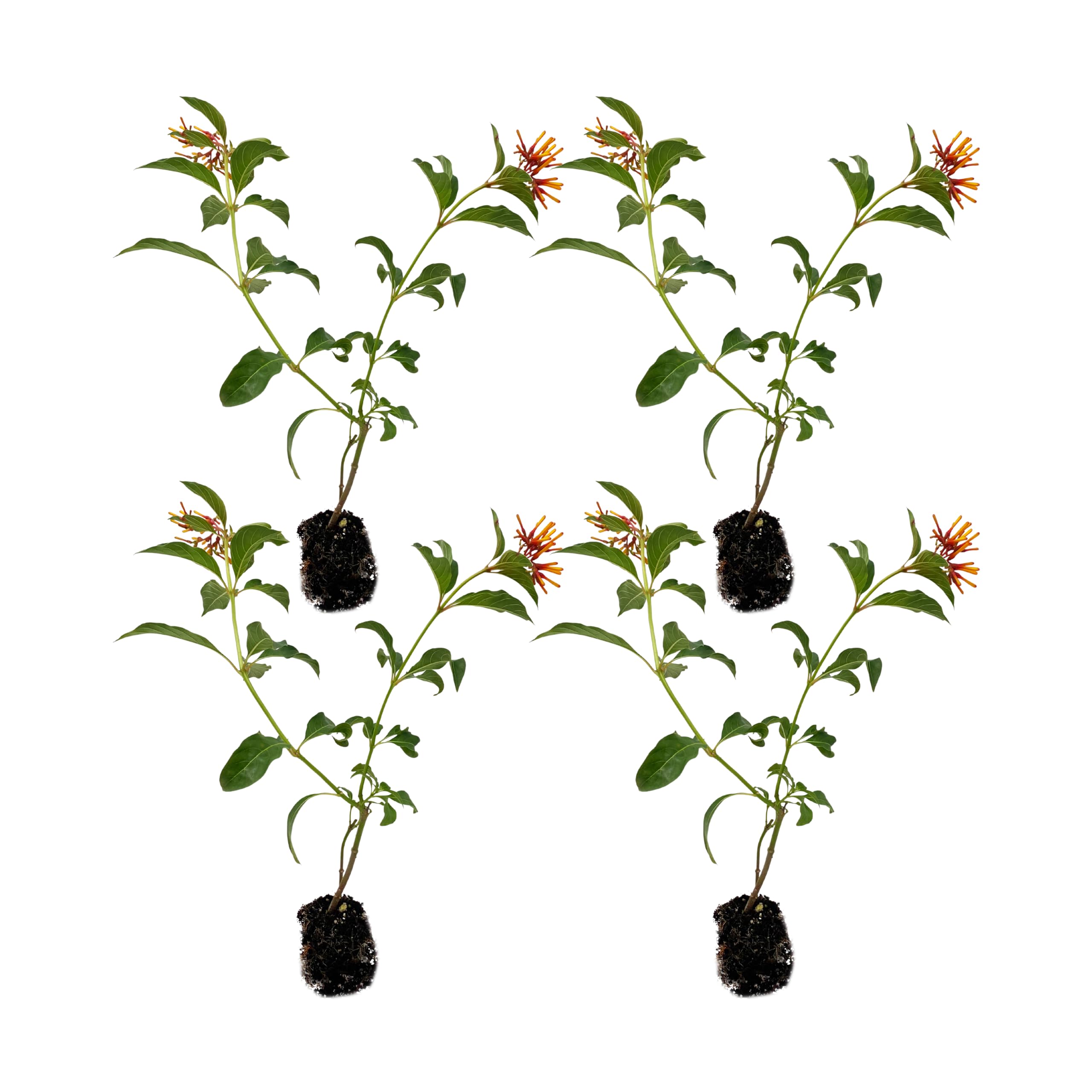 ragnaroc Dwarf Firebush – 4ct
