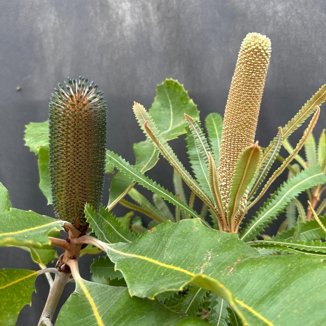 バンクシア スワンプ&ウォールム 花付き株 2鉢セット スワンプ