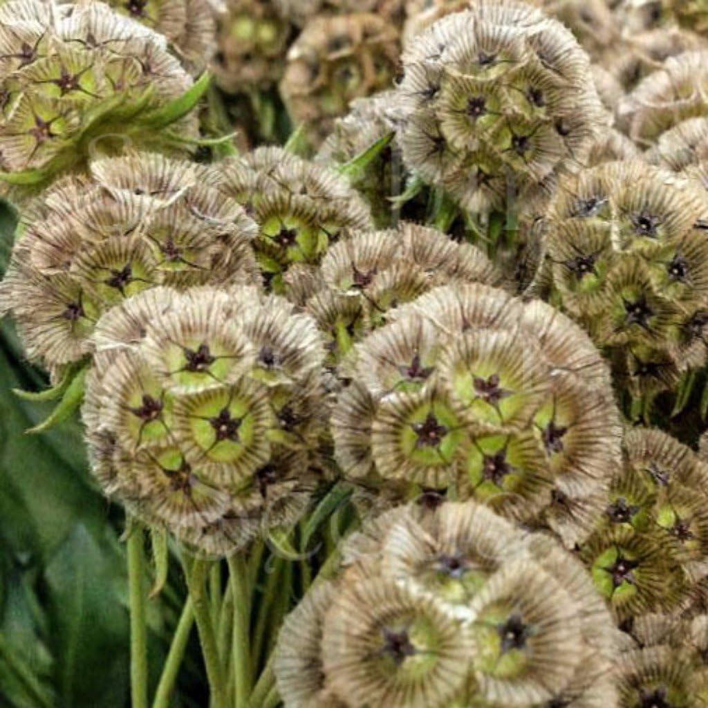 Paper Moon Starflower (Scabiosa stellata) - Packet of 40 Seeds