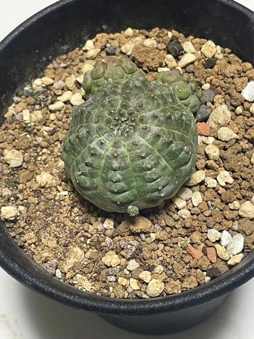 Amazon.co.jp: 亀甲オベサ ユーフォルビア カキコ自根 : ホビー