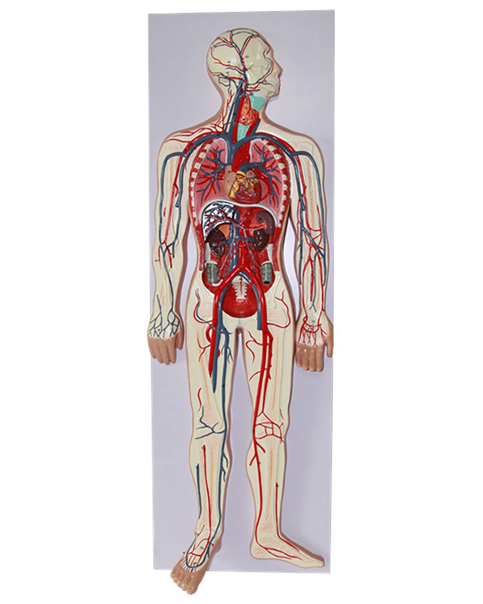 Amazon.co.jp: 自然なサイズ1/2人間の血液循環システムモデルPVC人間の