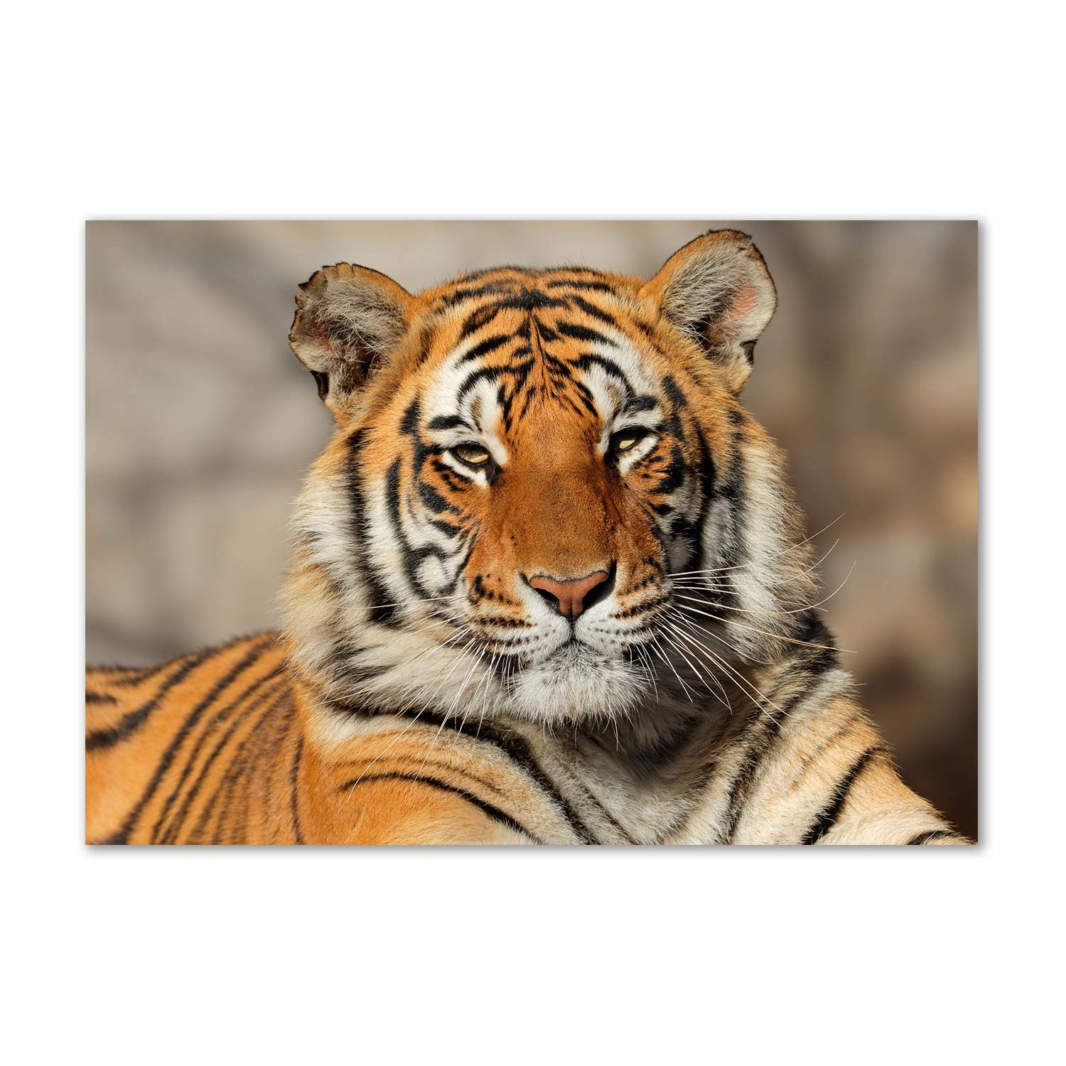 Image verre plastique tigre de Bengala orange pour salon Tulup