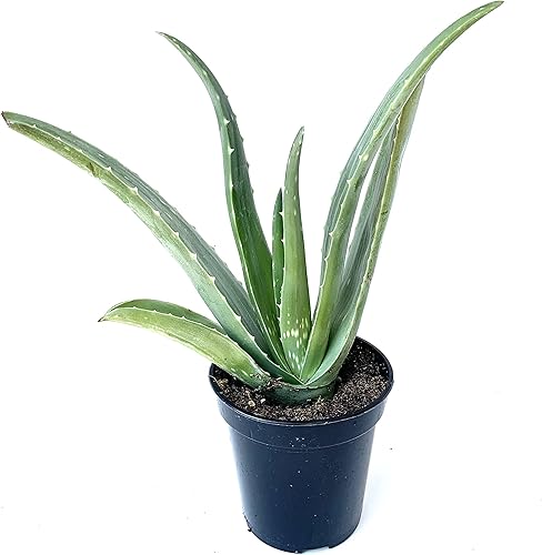 Miniatura 5 de Aloe Vera Suculenta Aloe Barbadensis Aloe 8"-12" de alto, 4" Pot