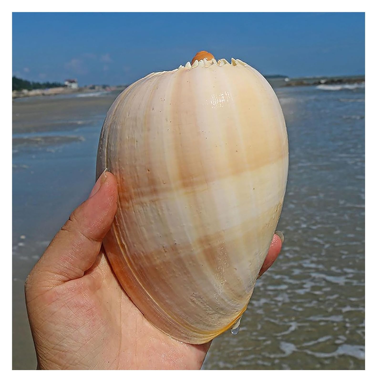 Coquillages naturels, coquillages de plage géants, parfaits for la décoration d'un aquarium, d'un mariage, d'une fête sur le thème de la plage, for la maison, les loisirs créatifs et les plantes aérie