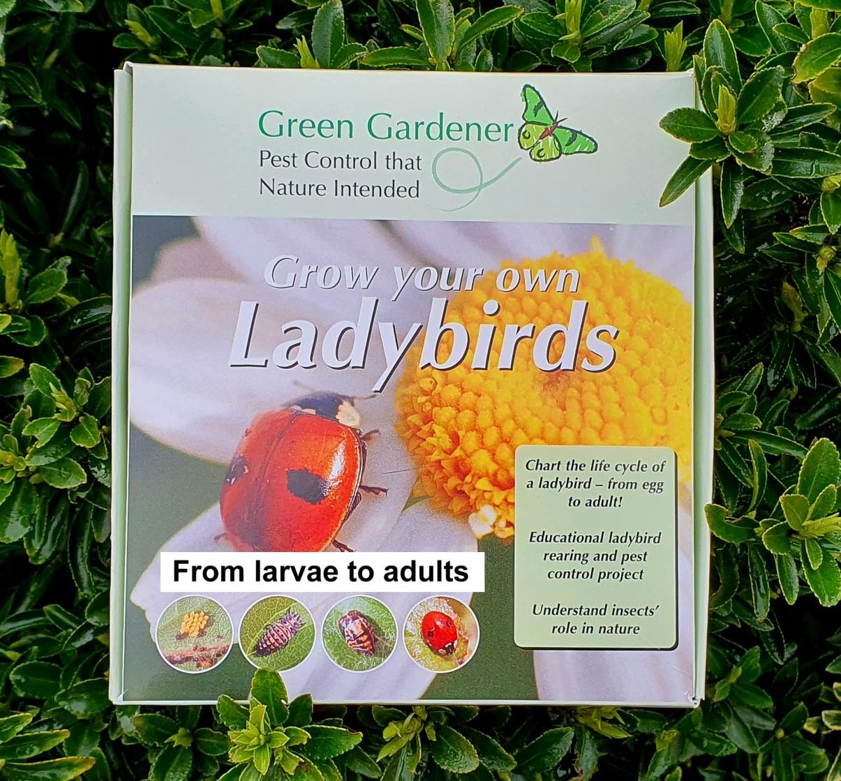Ladybird Breeding Kit with live ladybird larvae and food included