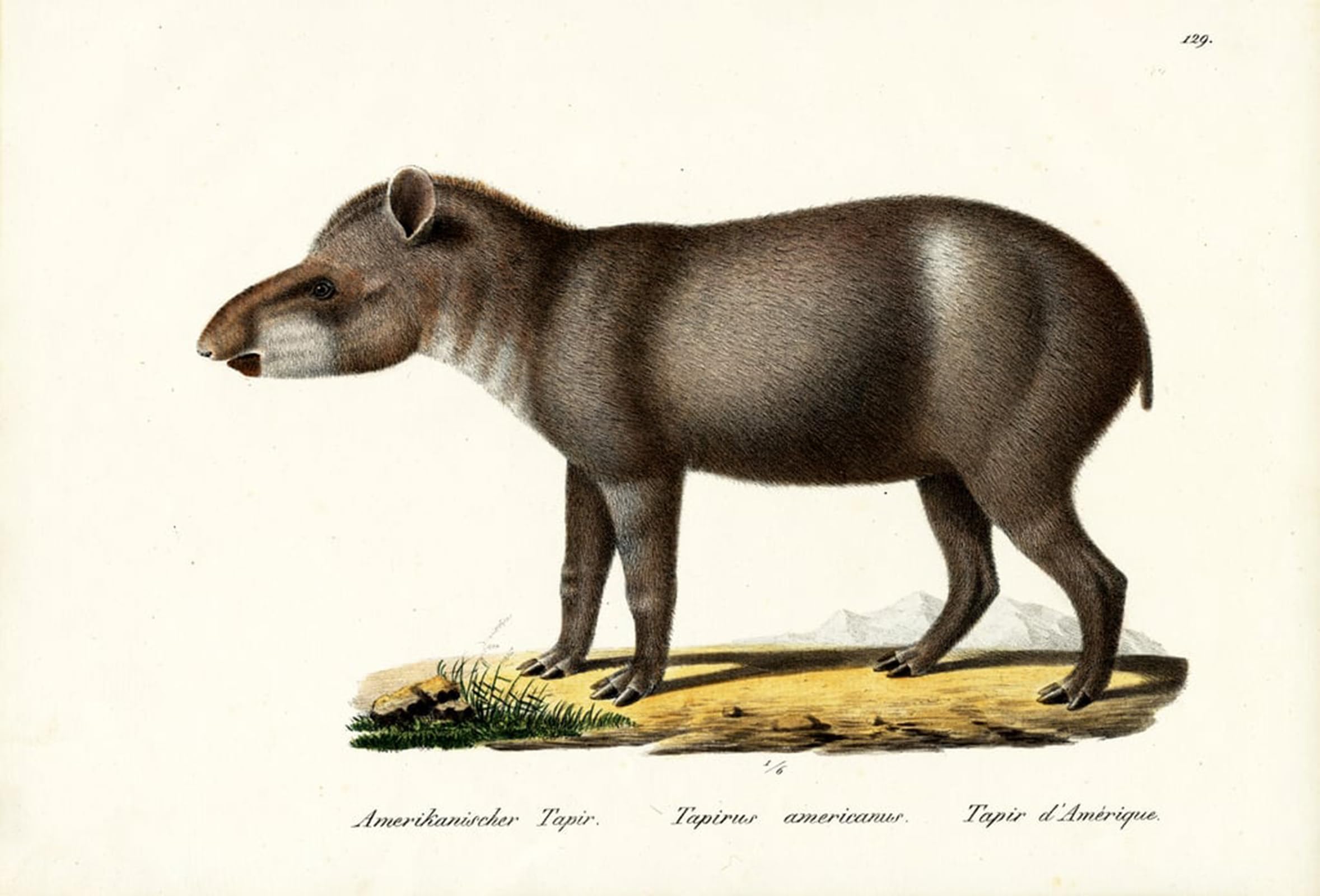 POSTERIIk Famous Animal Posters Vintage Picture Tapir by Karl Brodtmann Modern Wall Decor for Home Decor 60x90cm