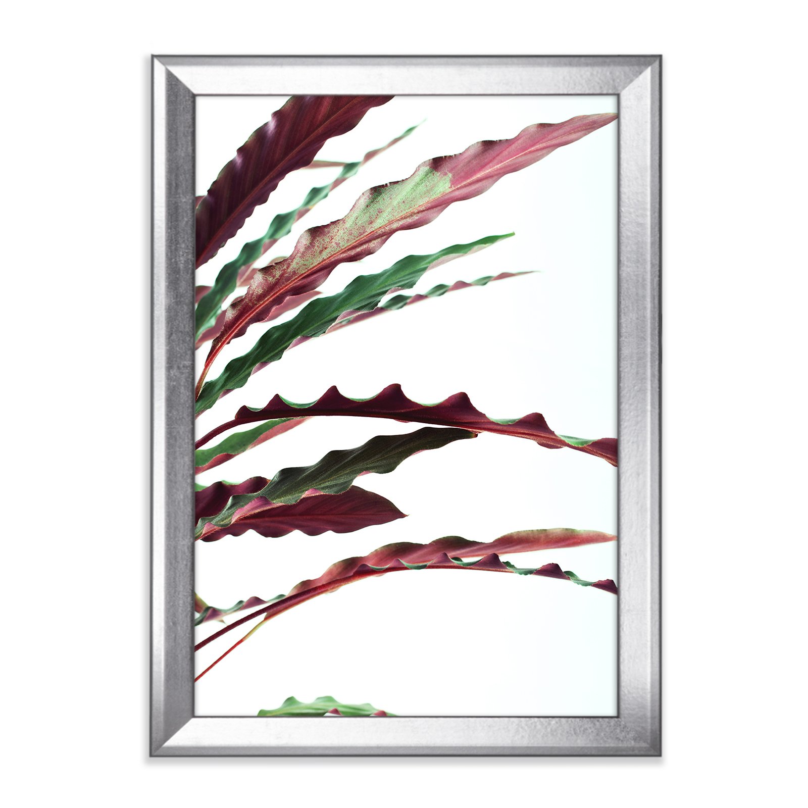 Calathea Star Mix - Lámina decorativa (60 x 80 cm, con marco de fotos, color plateado)
