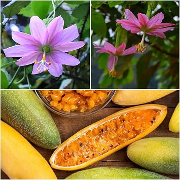 Eden Brothers Passiflora Seeds - Banana Passion Fruit