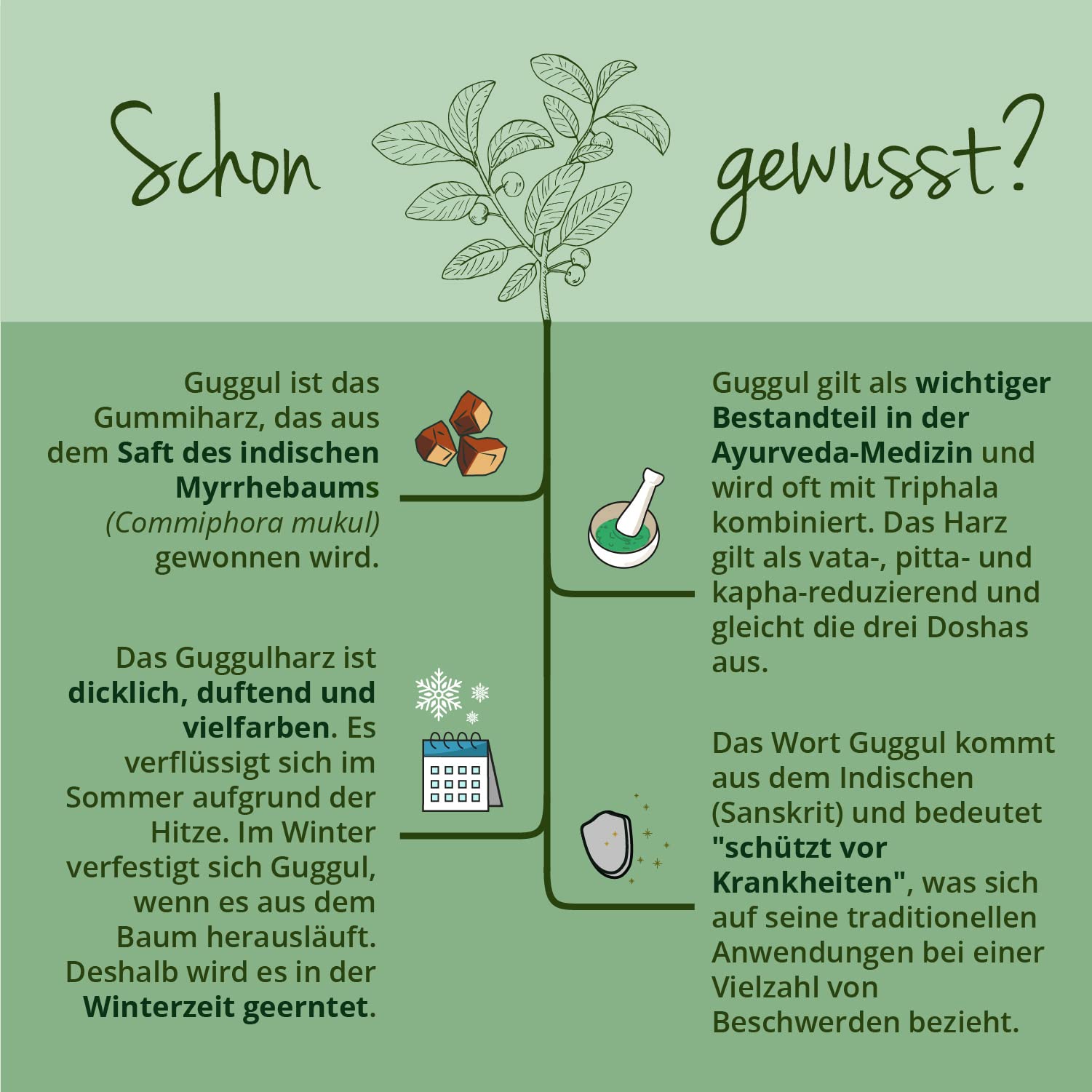 Vegavero Guggul Kapseln Ayurveda hochdosiert (120 vegane Kapseln) - 500 mg Extrakt (15:1) mit 5% Guggulsteronen - Commiphora Mukul Harz aus Indien - 4 Monate Vorrat - Laborgeprüft