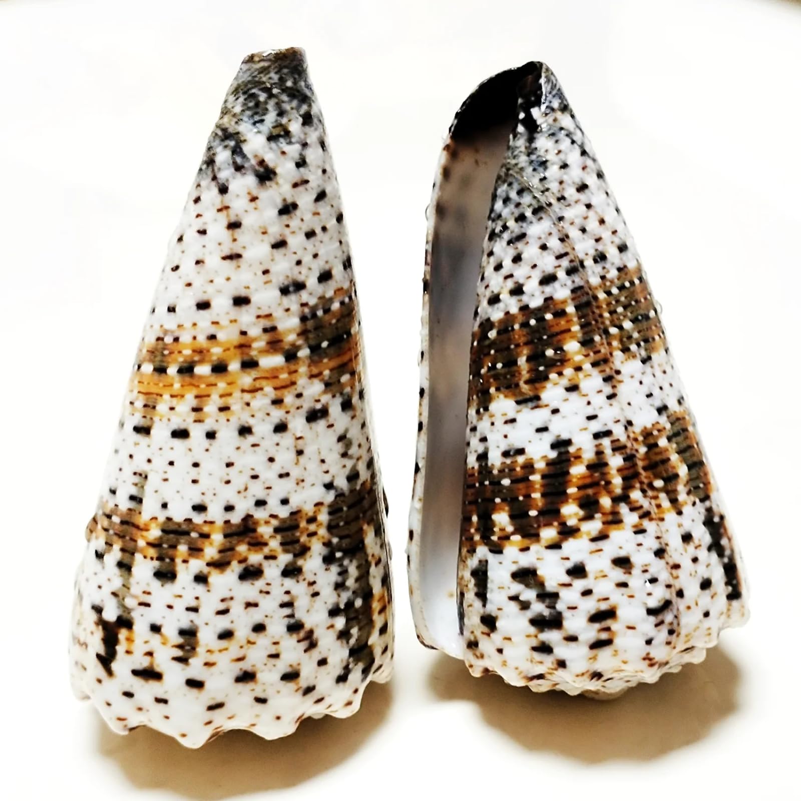 Conchiglie per decorazione, 1 pezzo, 7-9 cm, cono, conchiglie, campioni, collezione per decorazioni nautiche per la casa, riempitivo per vasi di pesci