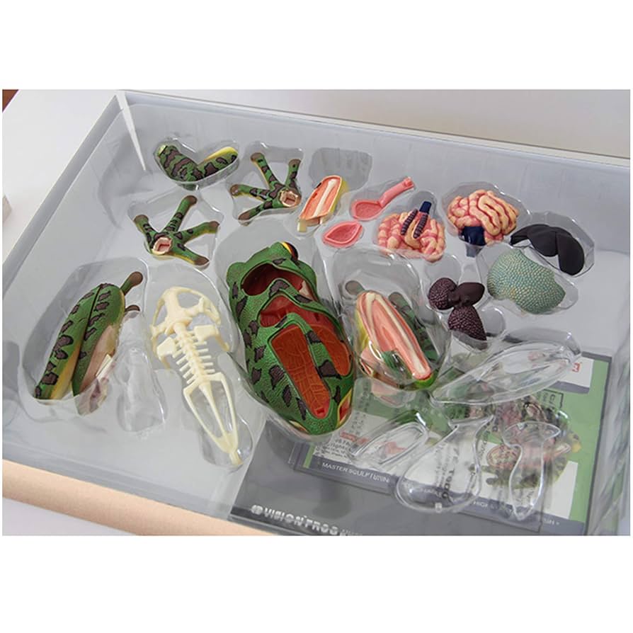 Amazon.co.jp: 解剖カエルモデル.4 D視覚カエル解剖モデル。生物