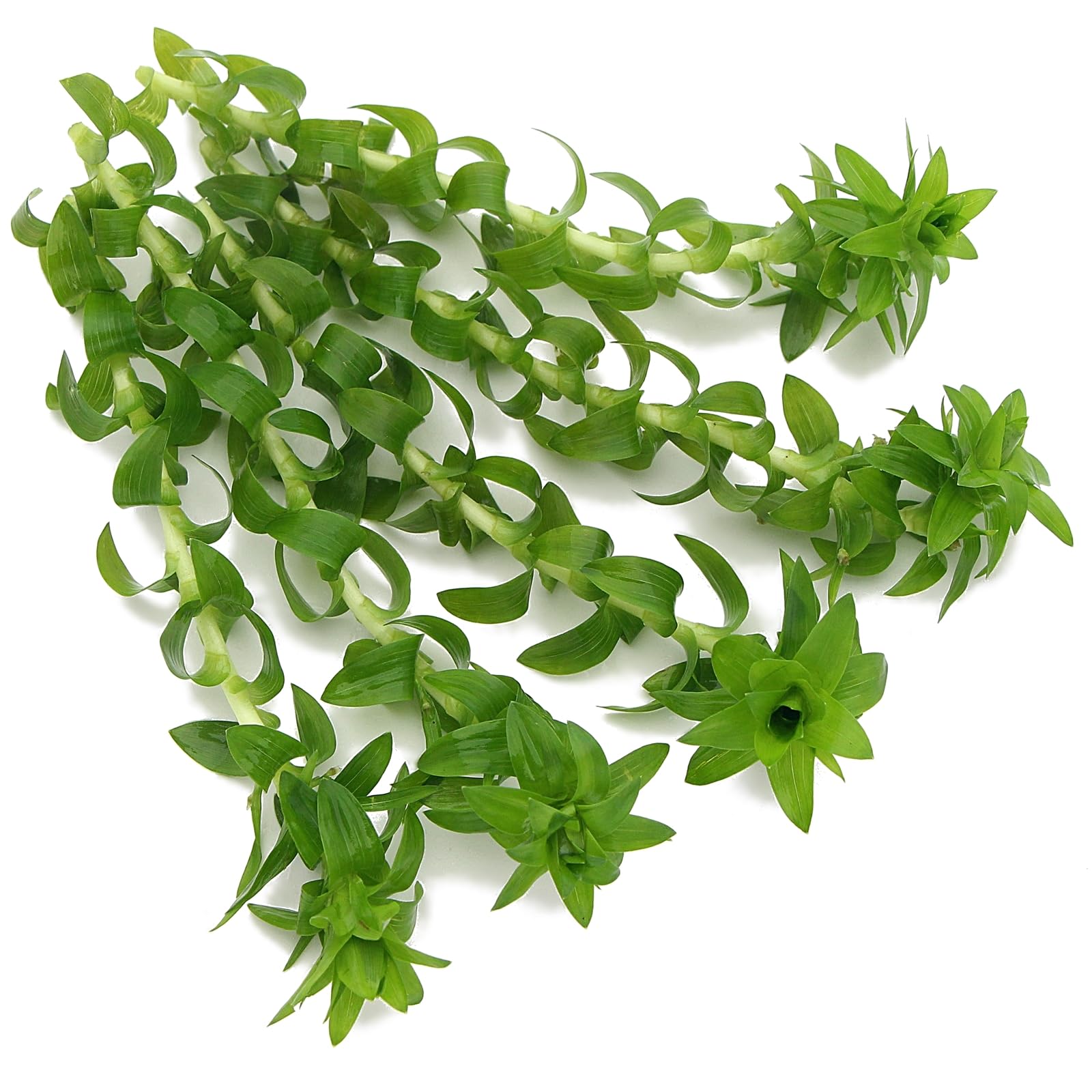 K2AQUA 5 x Tonina Fluviatilis Live Aquarium Plant Bright Green Delicate Stem Unique Appearance Moderate Care Foreground Midground for Freshwater Tropical Tank Natural Decoration Aquascaping