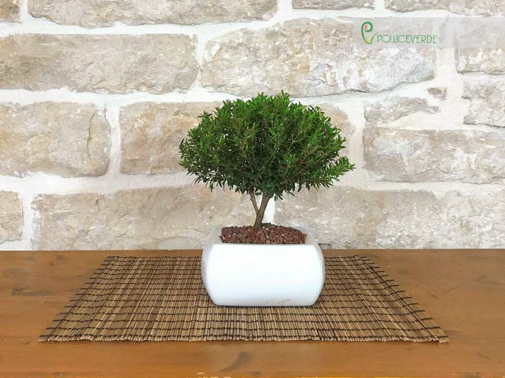 Bonsaï myrte pot carré blanc