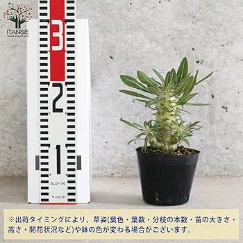 Amazon.co.jp: パキポディウム ホロンベンセ3.5号ポット【品種で