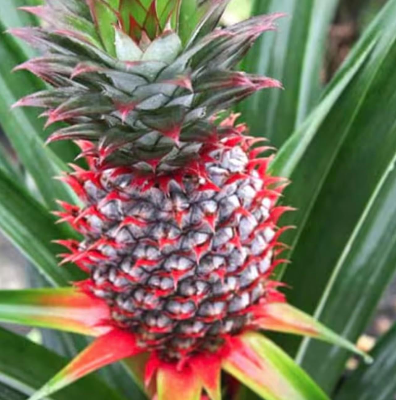 Live Elite Gold Pineapple Pineapple Plant (Ananas comosus) - (Pack of 2) - 4-6 Inches Tall - Ideal for Gardens and Containers - Sweet, Juicy Pineapple Fruit - Easy Grow, Ready for Planting