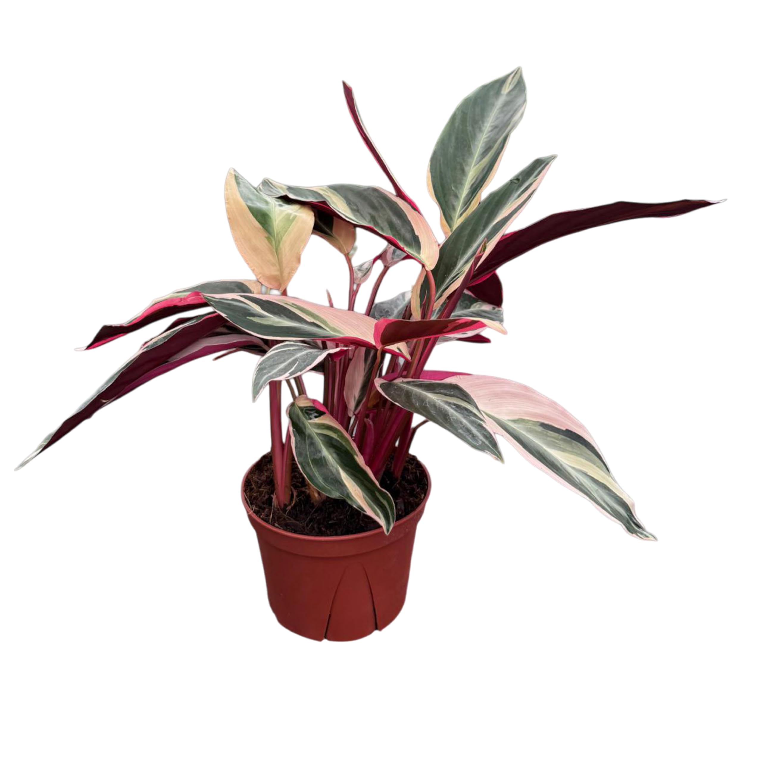 Stromanthe Triostar 6 inch