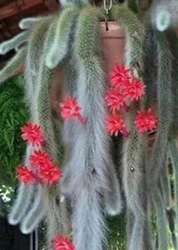 Miniatura 4 de Cactus de cola de mono de 4 pulgadas (Cleistocactus Colademonis) - Fácil de cultivar en interioresexteriores, luz solar indirecta. Suelo bien