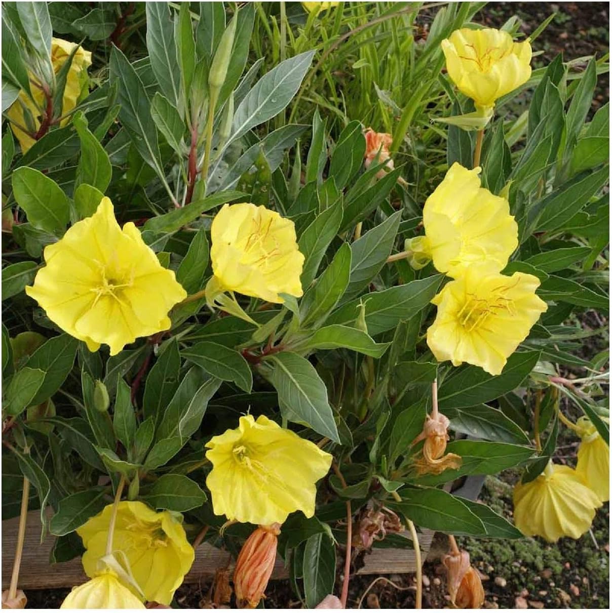 Everwilde Farms - 1 Lb Missouri Evering Primrose Native Wildflower Seeds - Gold Vault