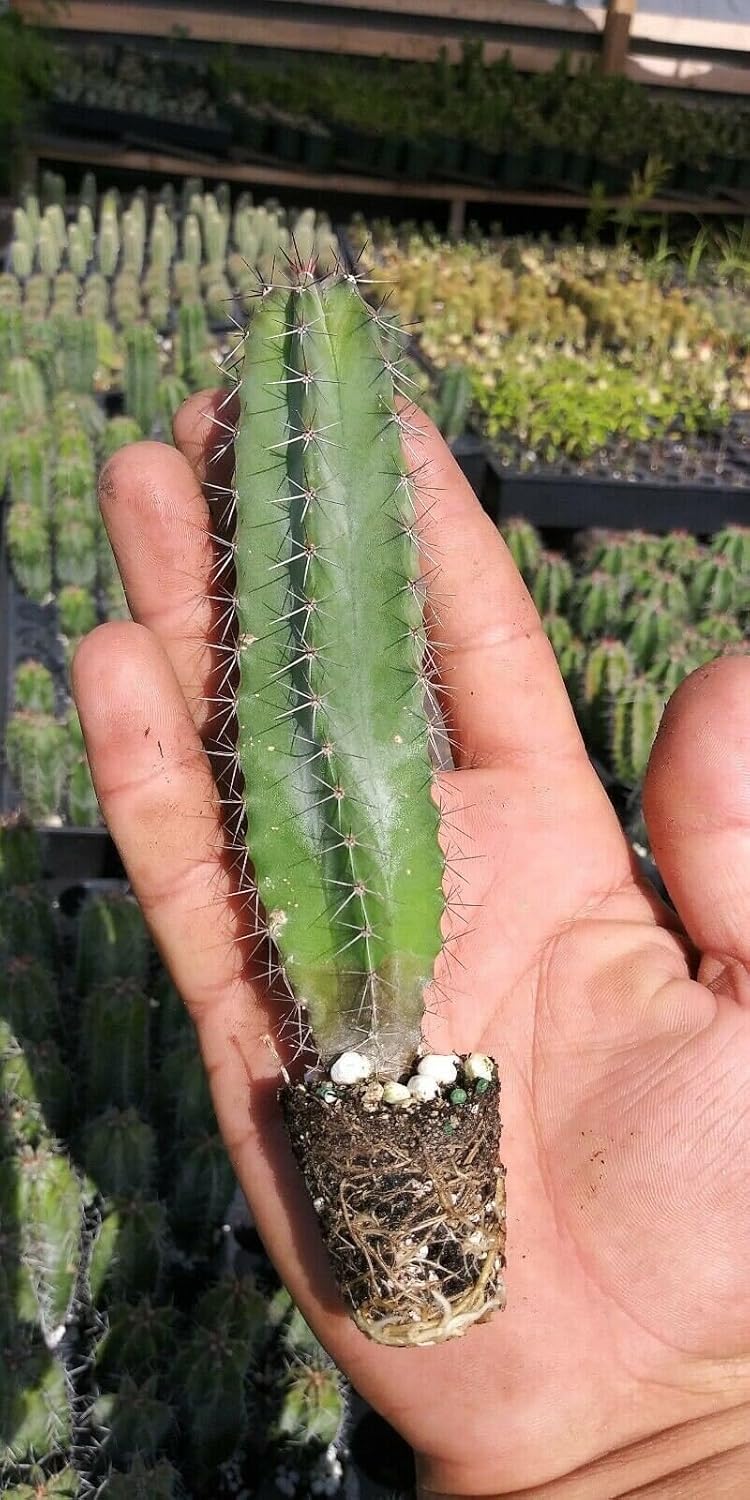 5 Live Cactus Species Stenocereus Queretaroensis The Best Price