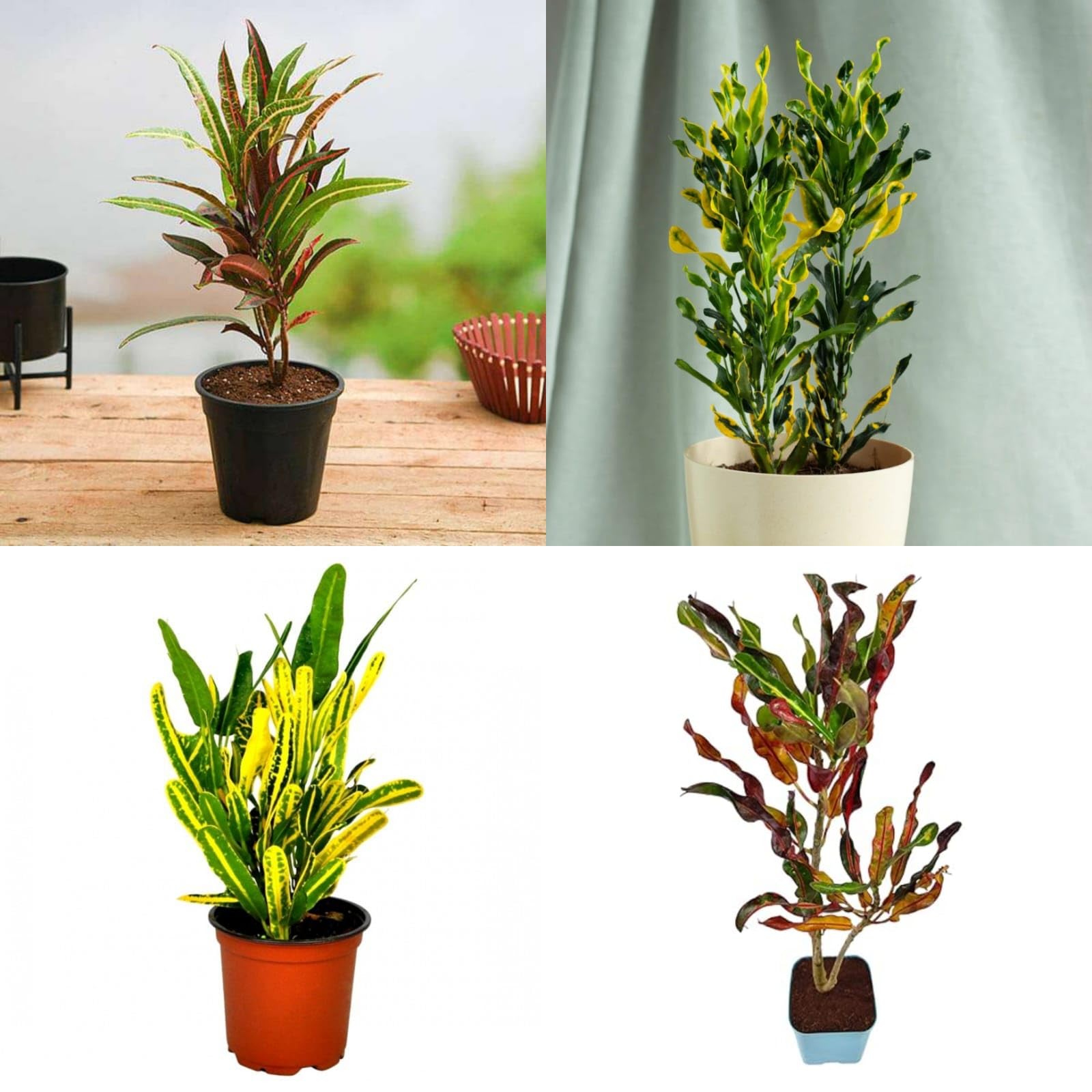 Golden Bloom 4 Types Croton Plant Combo For Live Indoor Pack of 4 Types Plants With Out pot (B0BR1DG61B) Amazon Price History, Amazon Price Tracker