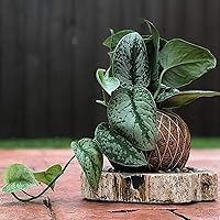 Vista 4 de American Plant Exchange Silver Splash Pothos - Pothos de Satén Silver Splash Vivo en Maceta de 6 Pulgadas, Planta de Interior Purificadora de Aire