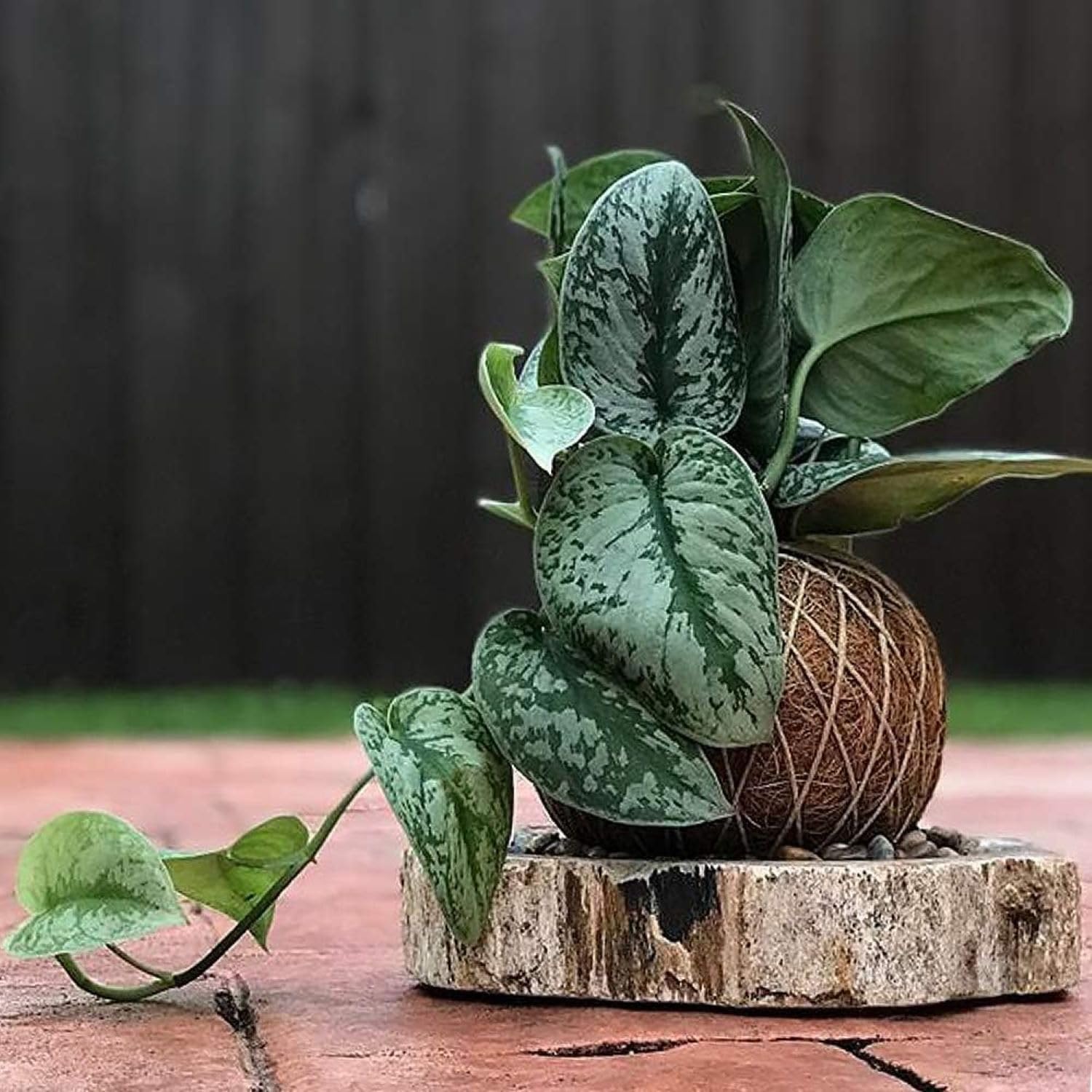 Amazon.com : American Plant Exchange Silver Splash Pothos  Live 6-Inch  Potted Satin Pothos Vine, Easy-Care Air Purifying Houseplant, Fast-Growing  Indoor Plant for Home, Office & Modern Tropical Indoor Dcor : Patio,