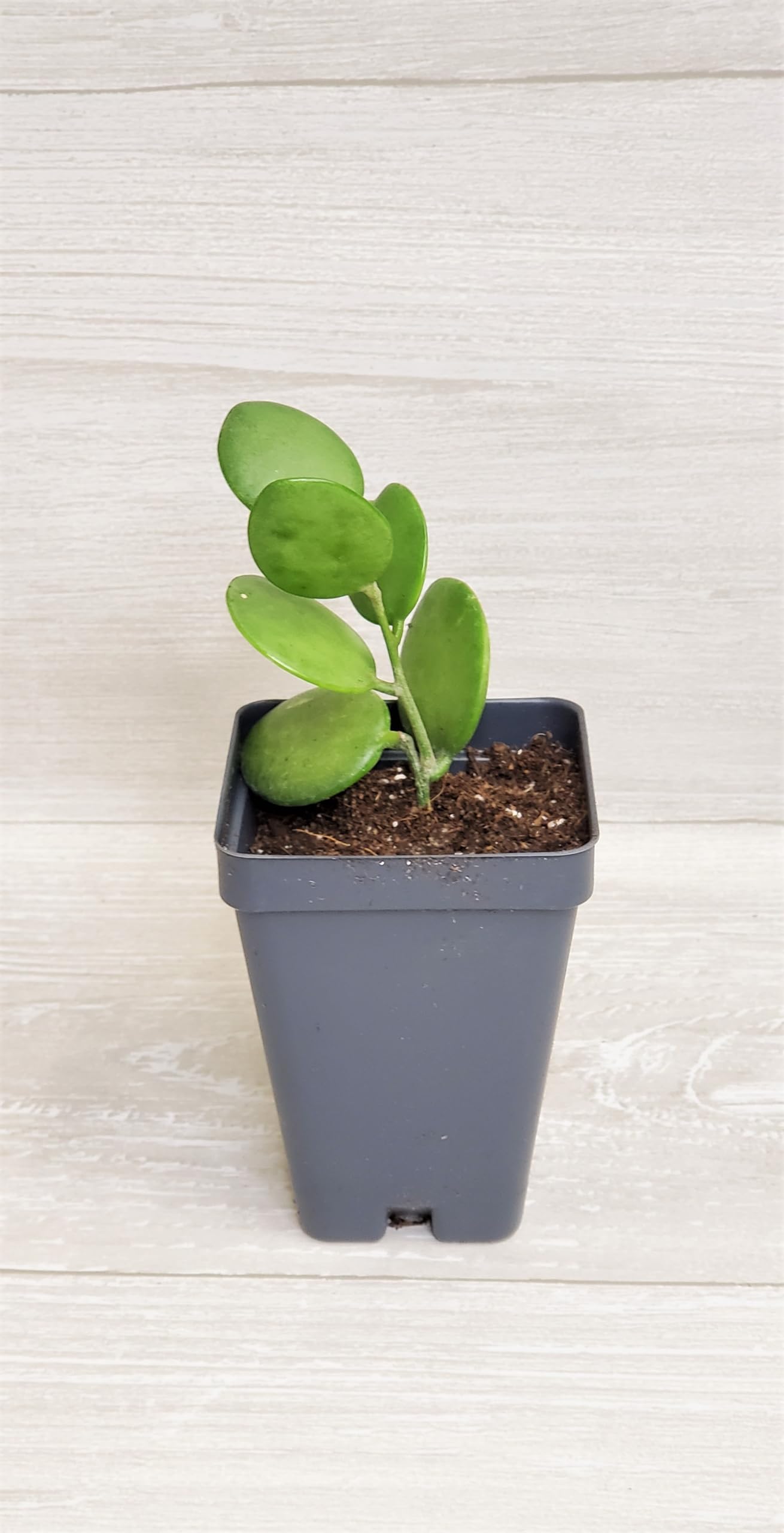 Amazon.com : Rare Full Silver Dollar Plant in 3" Pot - Xerosicyos Danguyi  String of Coins - Unique Silver Dollar Succulent for Indoor Decor - Live  Houseplants - Indoor Plants - Live