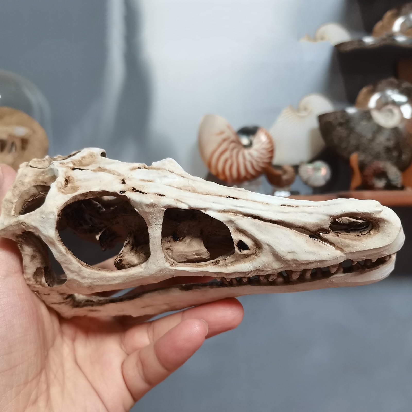 Realistisches Dinosaurier-Schädel-Velociraptor-Skelettmodell für Dinosaurier-Fossil-Dekoration,Braun,17cm