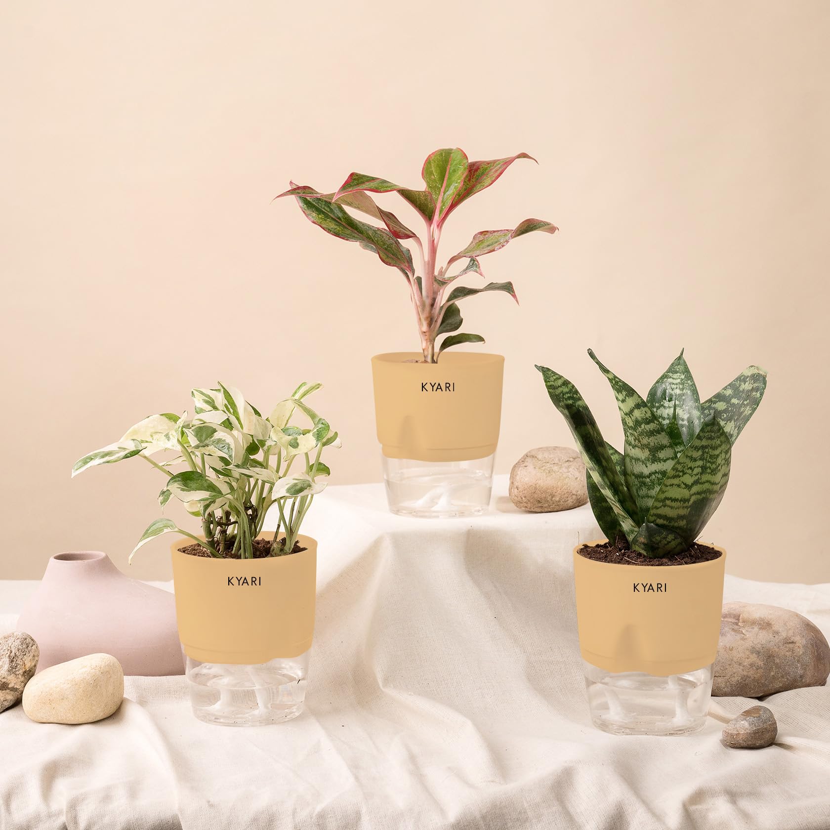 KYARI Green Snake-Money NJoy-Aglaonema Lipstick Combo of 3 Indoor Plants for Living Room | Live Plants | Plants with Cream Pot for Home Air purifier plants | Plants for Home Decor | Plants for garden (B0CHYWGXSY) Amazon Price History, Amazon Price Tracker