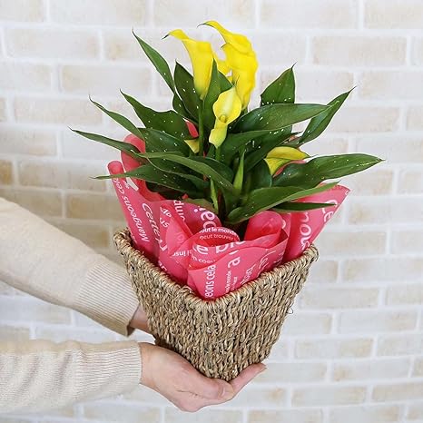 Amazon ブルーミングスケープ 母の日 カラー イエロー 4号 バスケット鉢カバー スクエア形 観葉植物 鉢植え 花 ギフト プレゼント 花鉢 鉢花 母の日プレゼント フラワー 観葉植物 オンライン通販 Amazon ブルーミングスケープ 母の日 カラー イエロー 4号 バスケット鉢カバー スクエア形 観葉植物 鉢植え 花 ギフト プレゼント 花鉢 鉢花 母の日プレゼント フラワー 観葉植物 オンライン通販