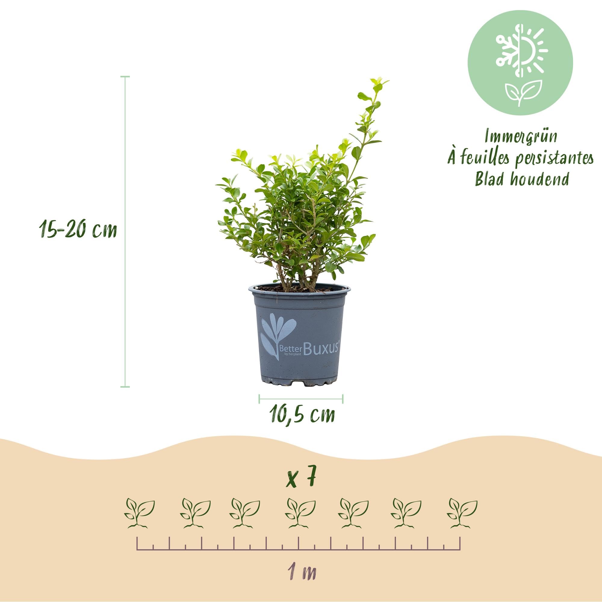 Bosso Sempreverde per Siepe, Verde, 14 Piante, Vaso 10.5 cm, 25-30 cm