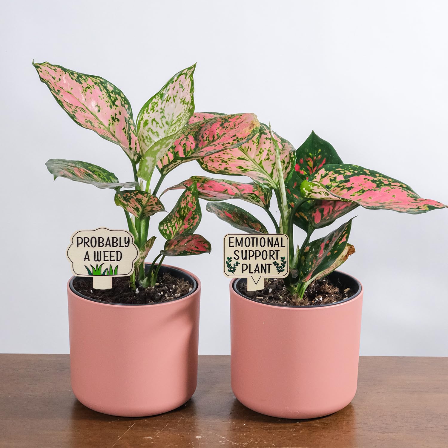 12 Pezzi Etichette Per Piante, Marcatori Per Etichette Per Piante Durevoli Etichette Per Giardino In Metallo Antiruggine Marcatori Per Orto Fiori Semi Di Ortaggi Vivaio Nero 84612797