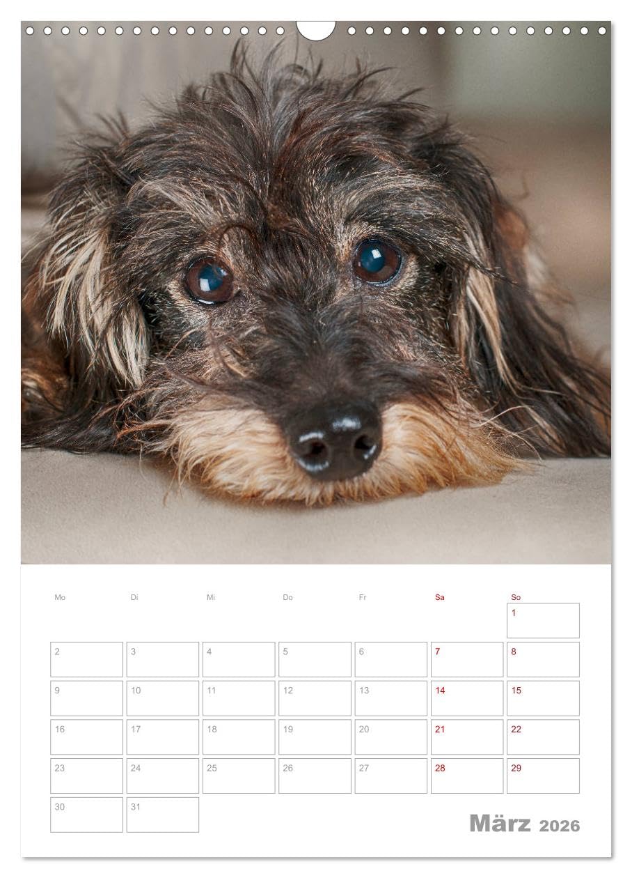 Dackelportraits (Wandkalender 2026 DIN A3 hoch), CALVENDO Monatskalender: In diesem Dackelkalender präsentieren sich Rauhaardackel von ihrer schönsten Seite. (CALVENDO Tiere)