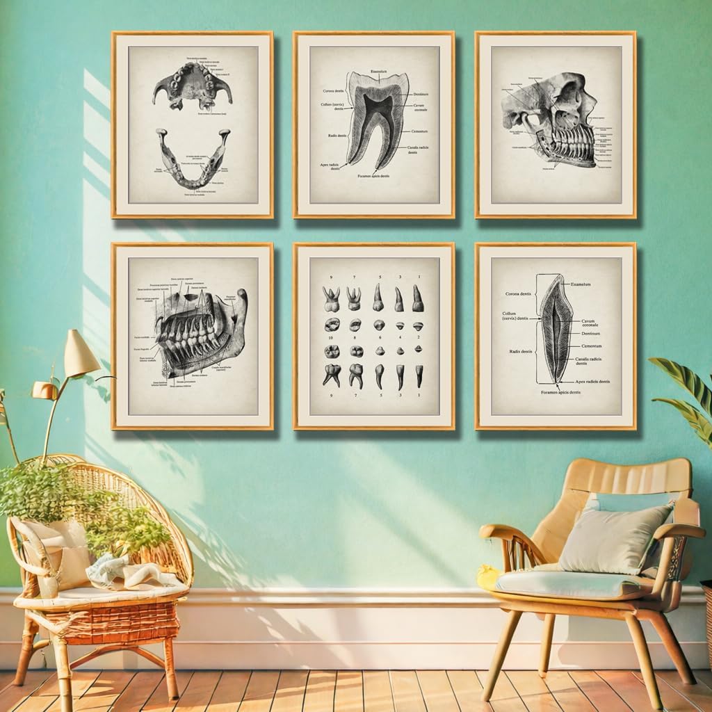 Vintage Dental Anatomy Illustration Poster Set Featuring Tooth Structure Print Jaw Bones for Dentist Office Decor, Orthodontist Clinic Accent, Hygiene Room Motivation, Home Study Reference, Lab Inspiration Corner, Med Student Surprises, Aspiring Dentist Tokens, Hygienist Appreciation Gifts, Ortho Assistant Honors, Oral Surgeon Keepsakes, Graduation Markers, Parent Pride Souvenirs, Festival Smiles Tokens - 8x10 Unframed Print Set