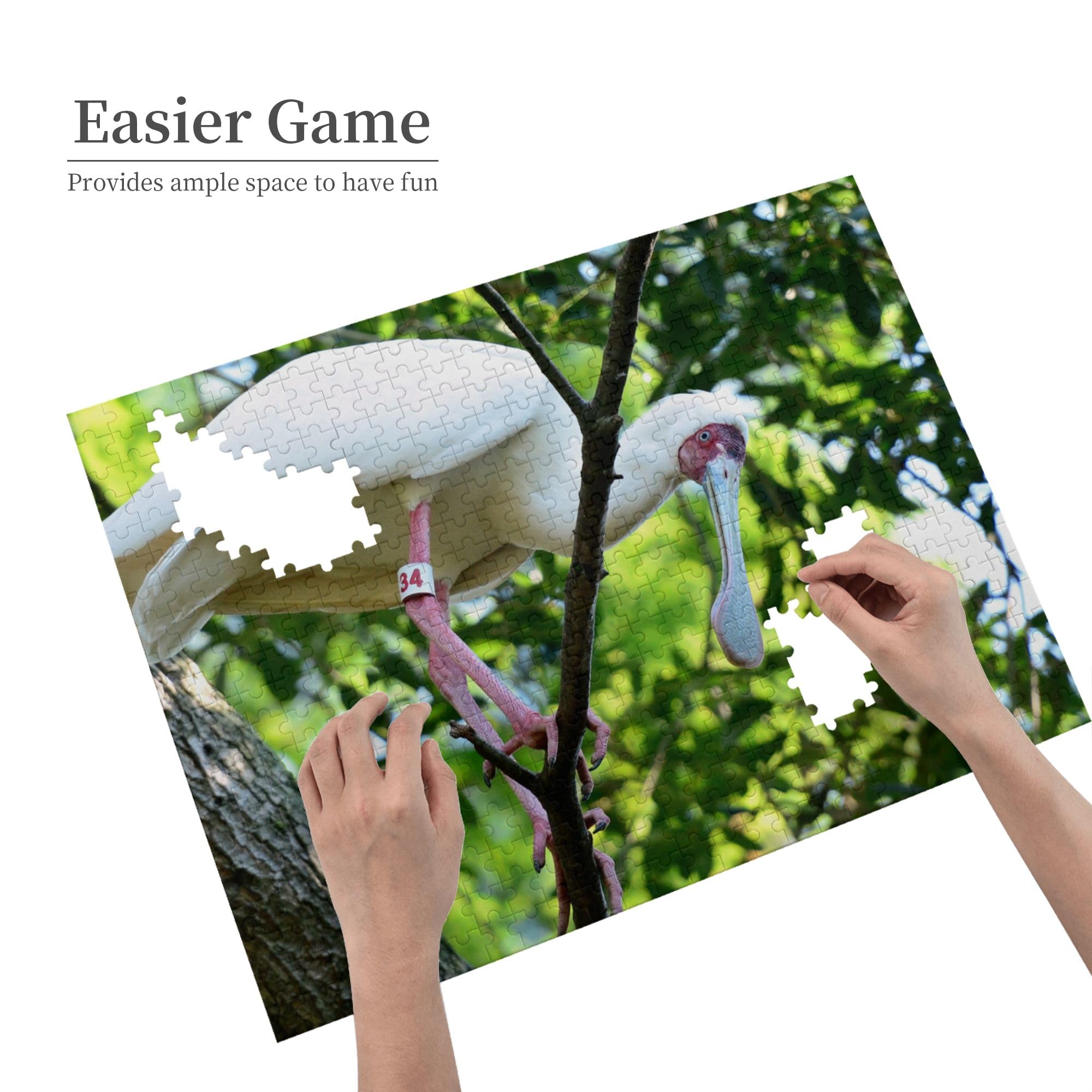 Bird-Dinas-City-Tourism-Zoo-Tree-Green-White-Nature Picture