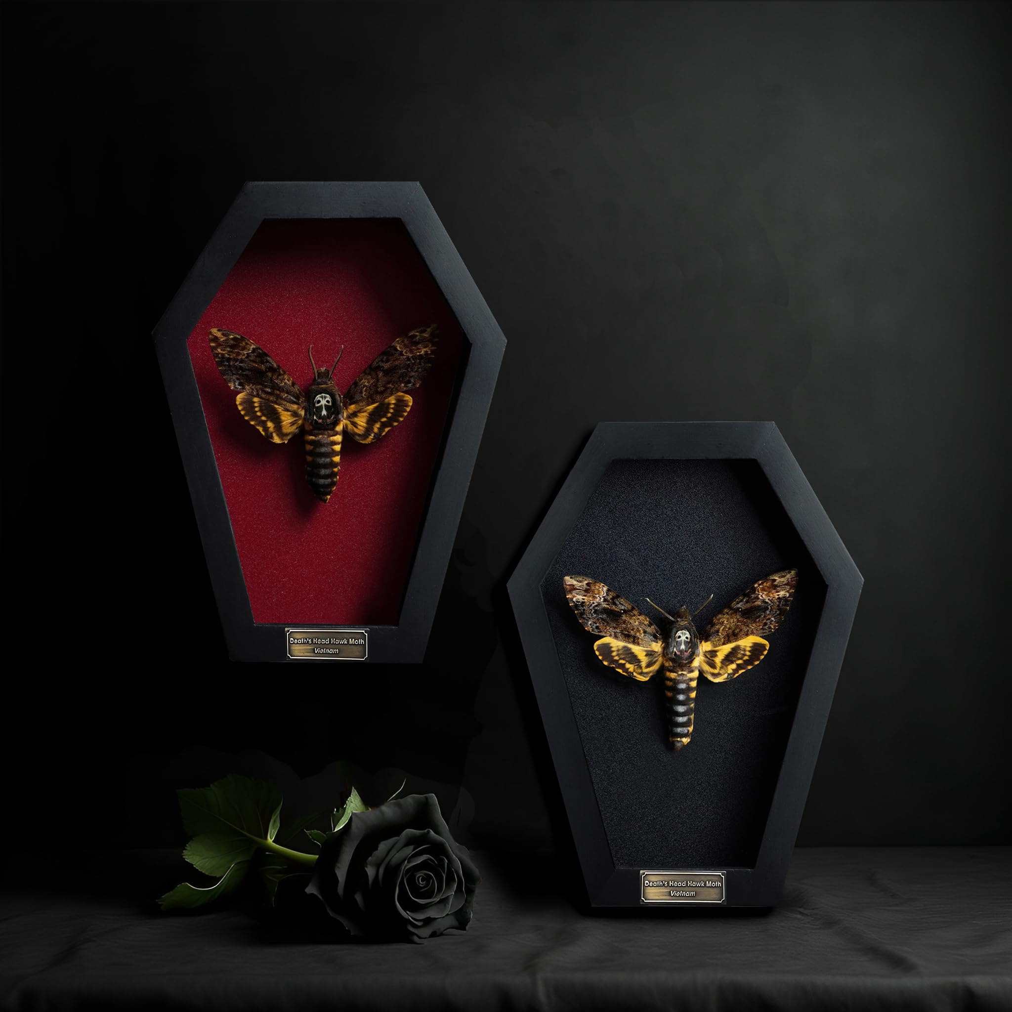 Real Death Head Moth White Skull Acherontia Gothic Witchy Spooky Halloween Butterfly Entomology Shadow Box Insect Oddity Curiosities Taxidermy Wall Art Home Decor Living Gallery CF18-01-DO-MT: 01-white Skull-red Coffin