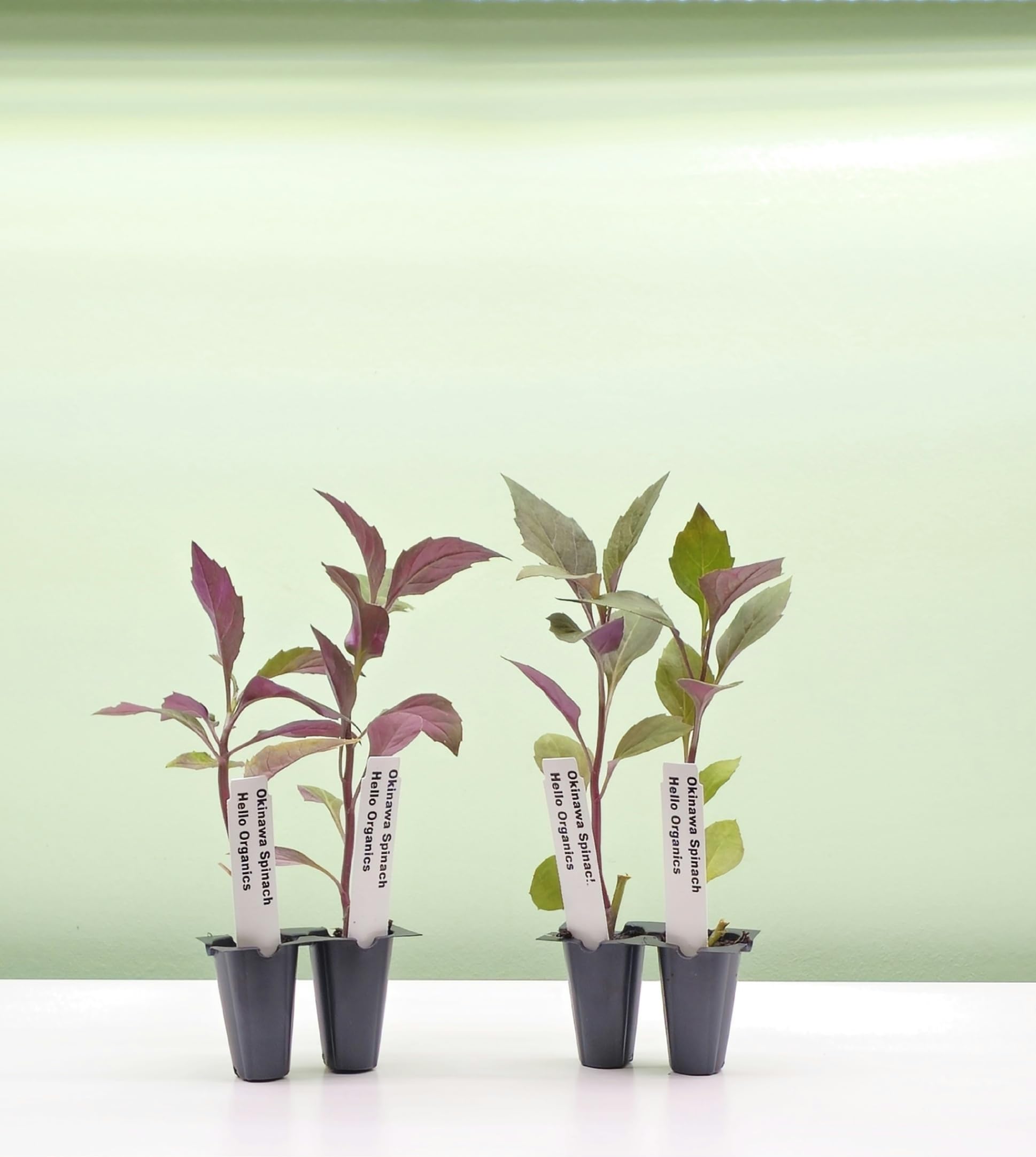 Okinawa Spinach 4-Plant Pack