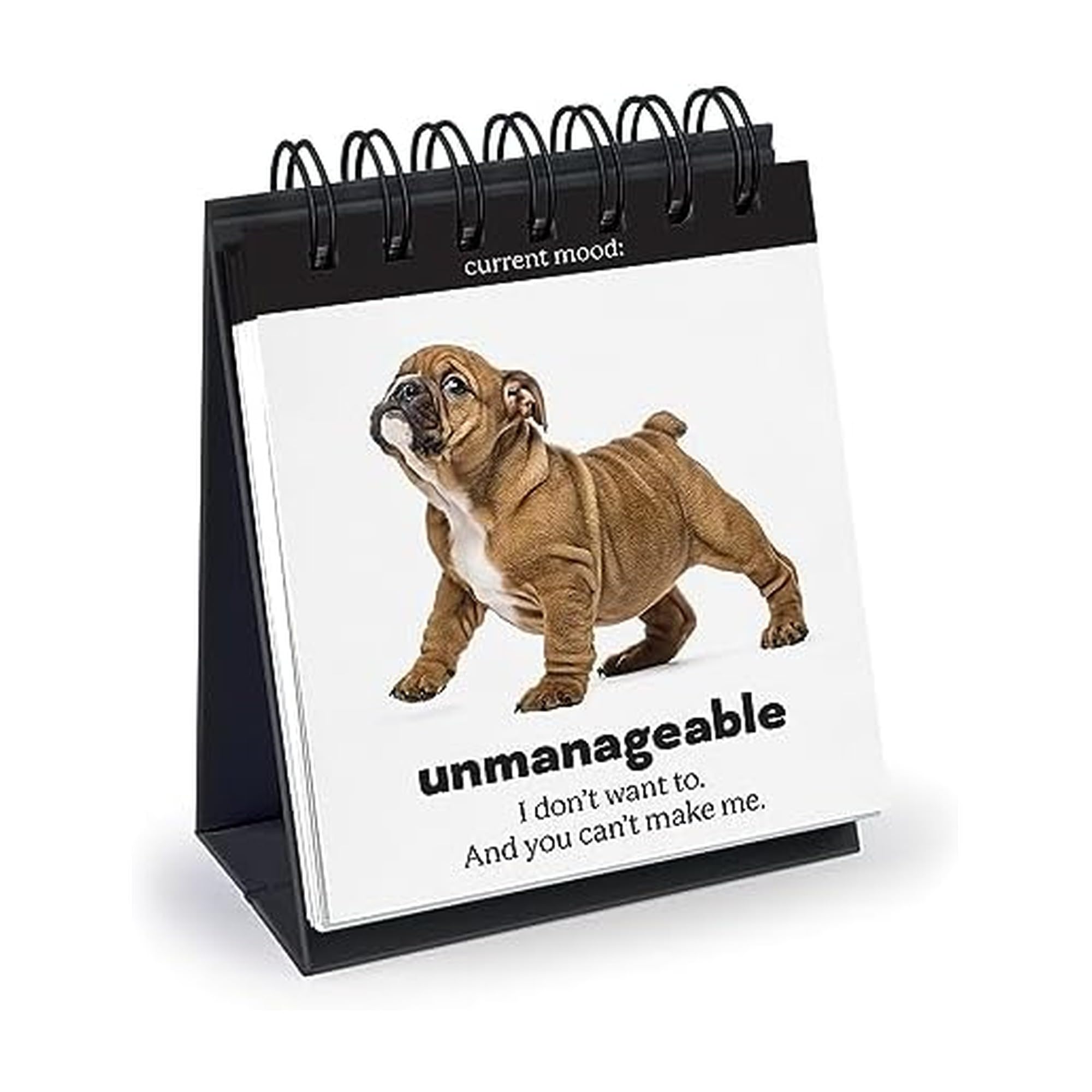 Amazon.com: Genuine Fred DAILY DOGGO Desktop Flipbook - Includes