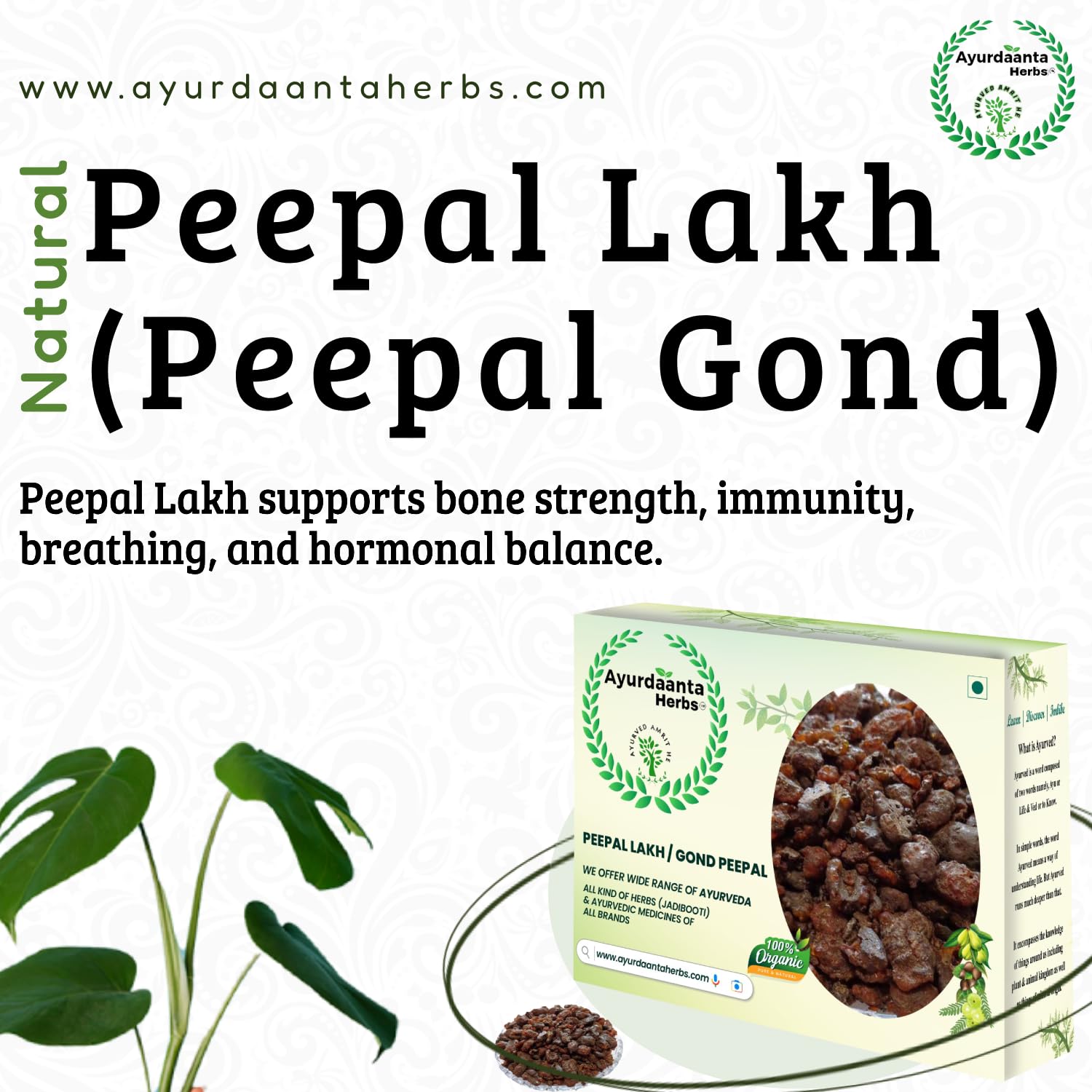 Ayurdaanta Herbs - Peepal Gond/peepal Lakh 100 Gr. Lakh Pipal 100Gr.|Lakh Peepal | Holy Fig Tree | लाख पीपल 100 Gr.| पीपल लाख 100 Gr.| पीपल गोंद 100 Gr | गोंद पीपल 100 Gr 3