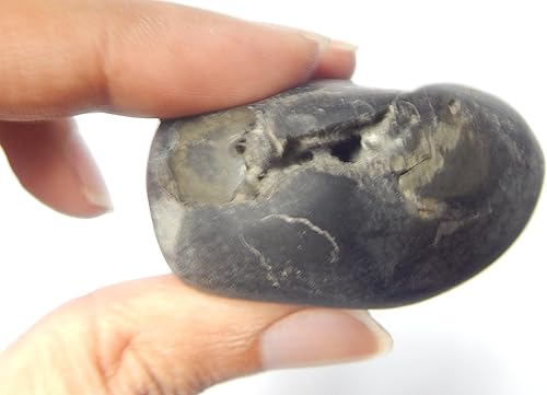 phoenix888 Surya Laxmi Maha Vishnu Buddha Dev Shaligram