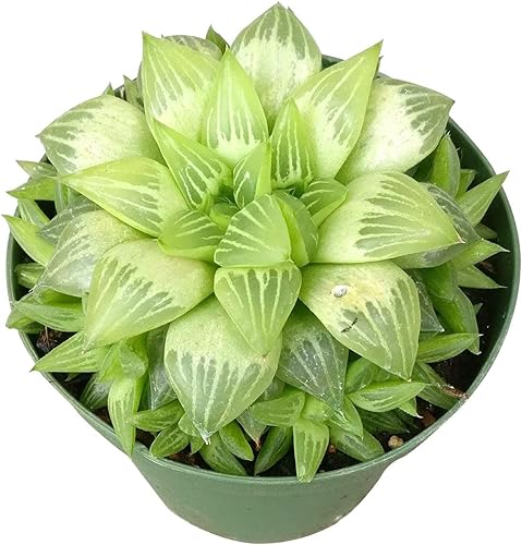 Miniatura 2 de Live Window Haworthia Succulent | Planta de ventana de estrella | Suculentas de interior Decoración de regalo (4 pulgadas)